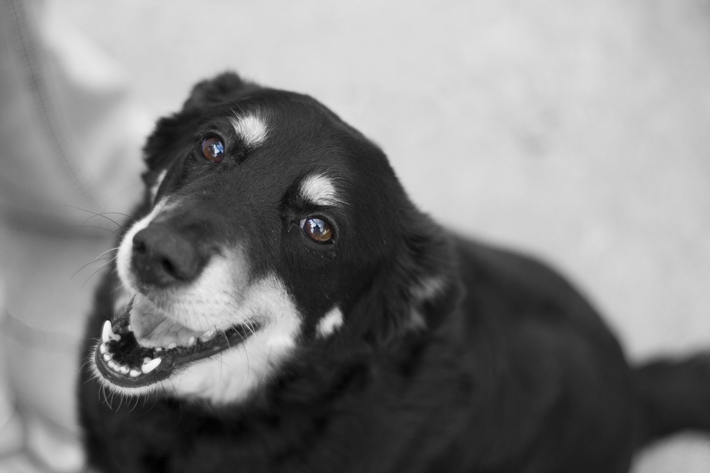 IMAGE: http://yellerdawg.com/mypictures/frankieecnl.jpg